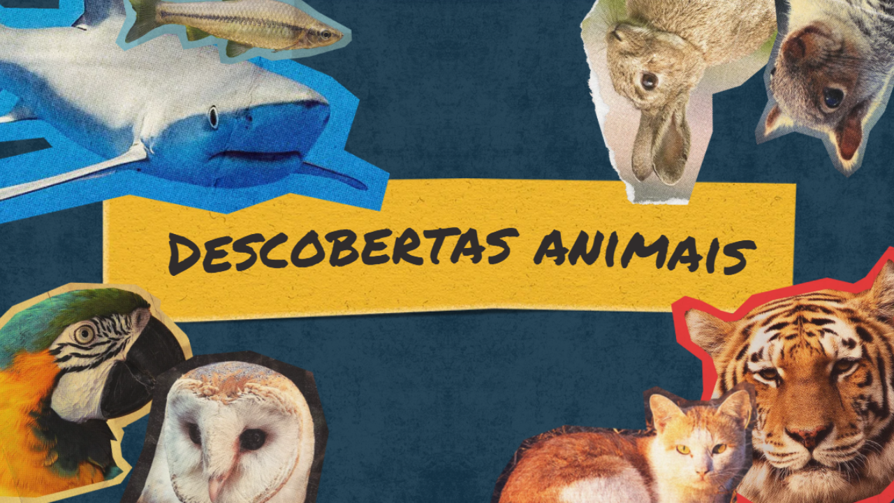 Capa de descobertasanimais